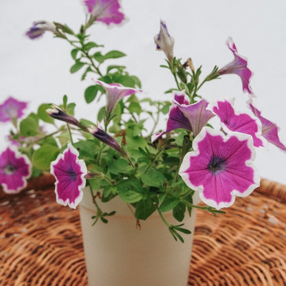 Petunia Supertunia Hoopla Vivid Orchid - LandscapeDirect