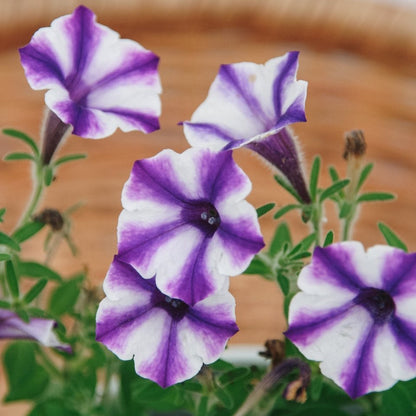 Petunia Supertunia Mini Vista Violet Star - LandscapeDirect