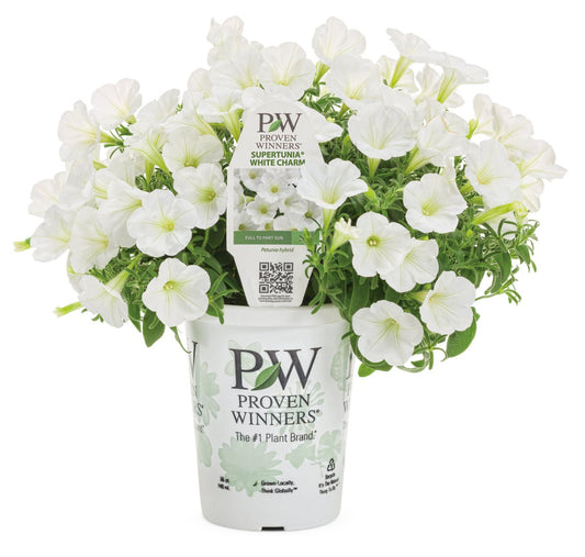 Petunia Supertunia Mini Vista White - LandscapeDirect