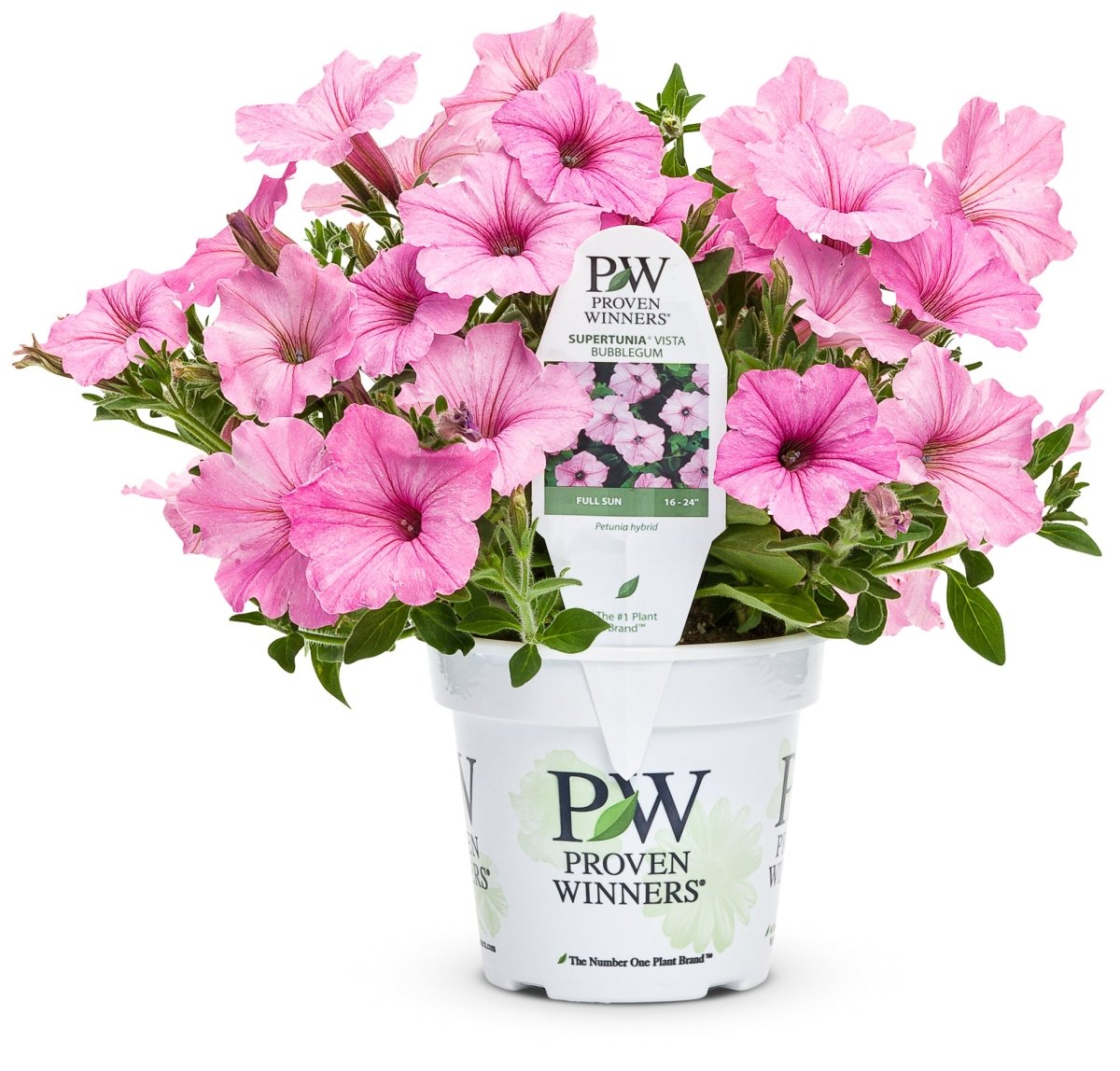Petunia Supertunia Vista Bubblegum - LandscapeDirect