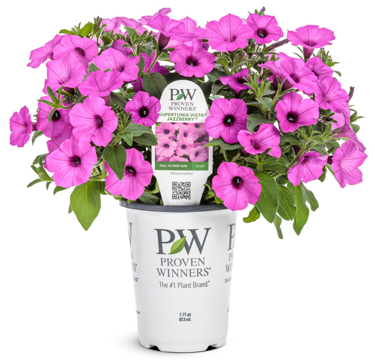 Petunia Supertunia Vista Jazzberry - LandscapeDirect