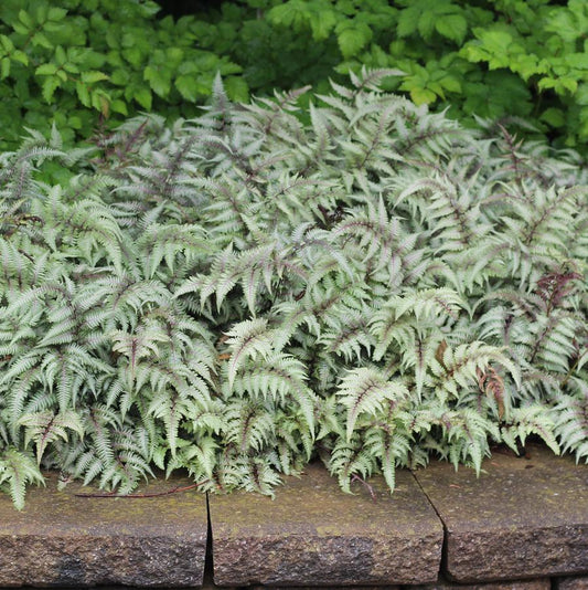 Pewter Lace Japanese Painted Fern - LandscapeDirect