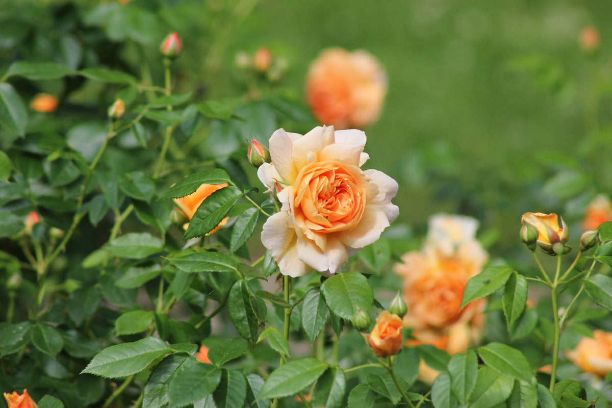 The Roses Everyone Loves