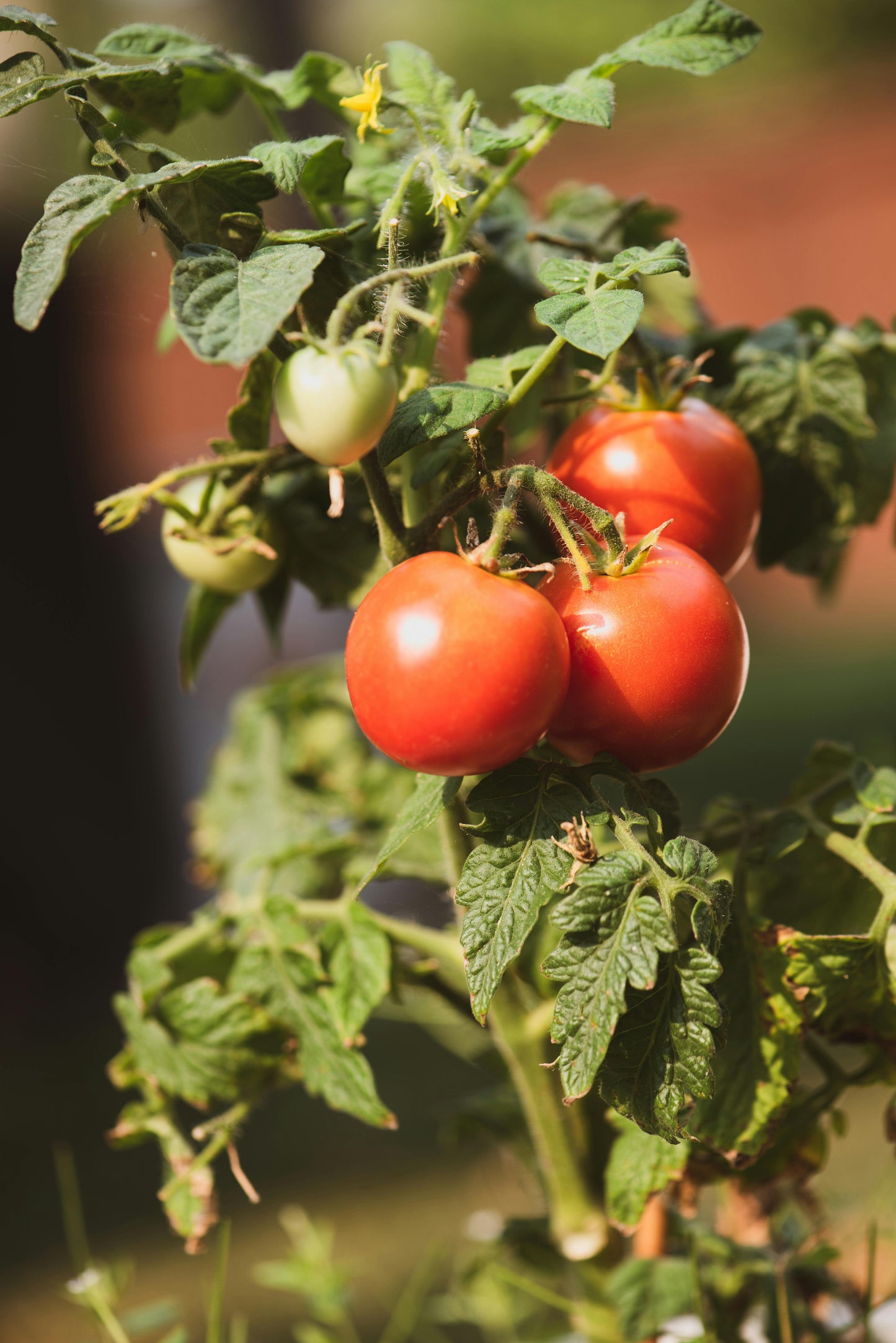 Early Girl Tomato