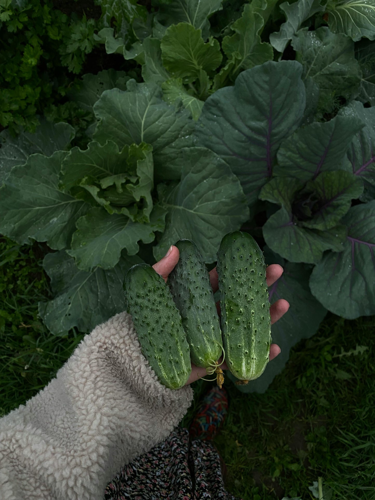 Pickling Cucumber