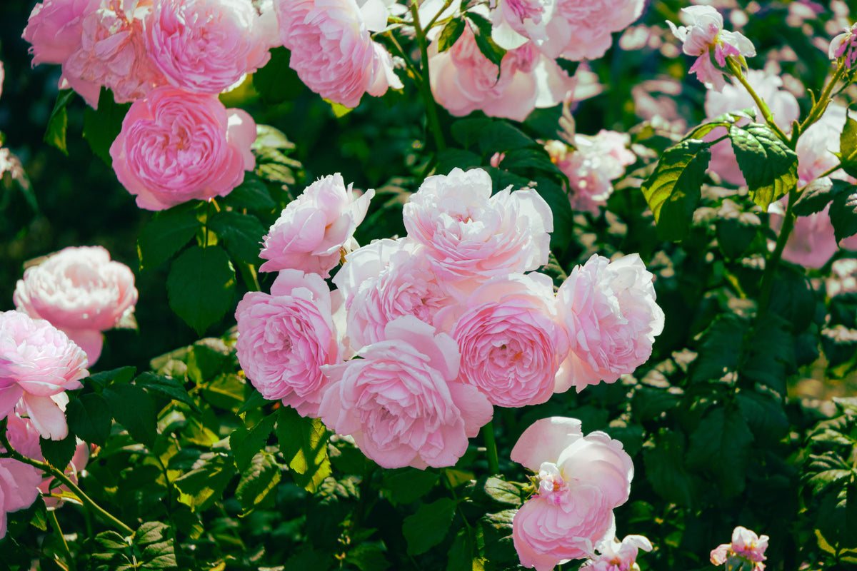 David Austin Roses