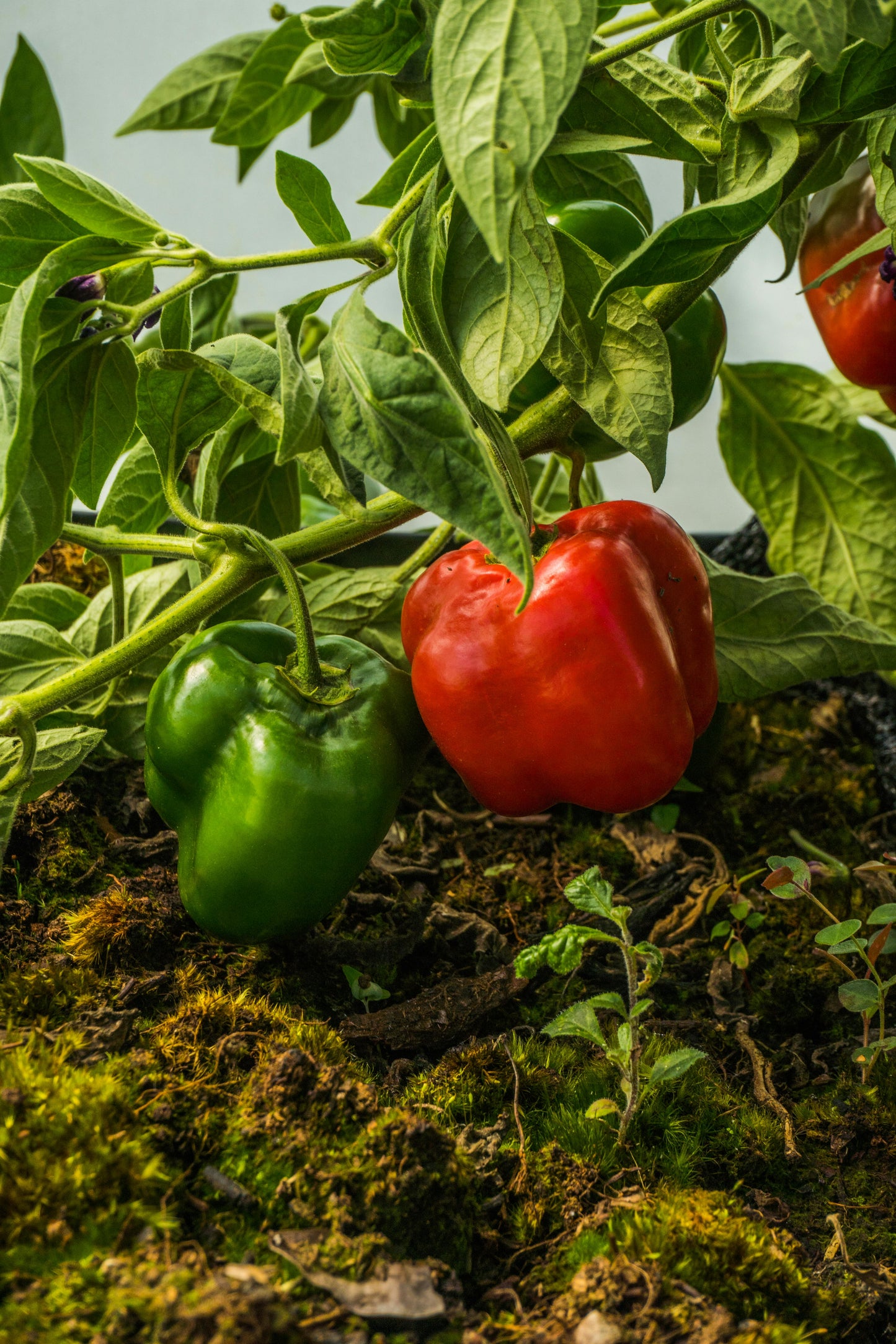 Red Bell  Pepper