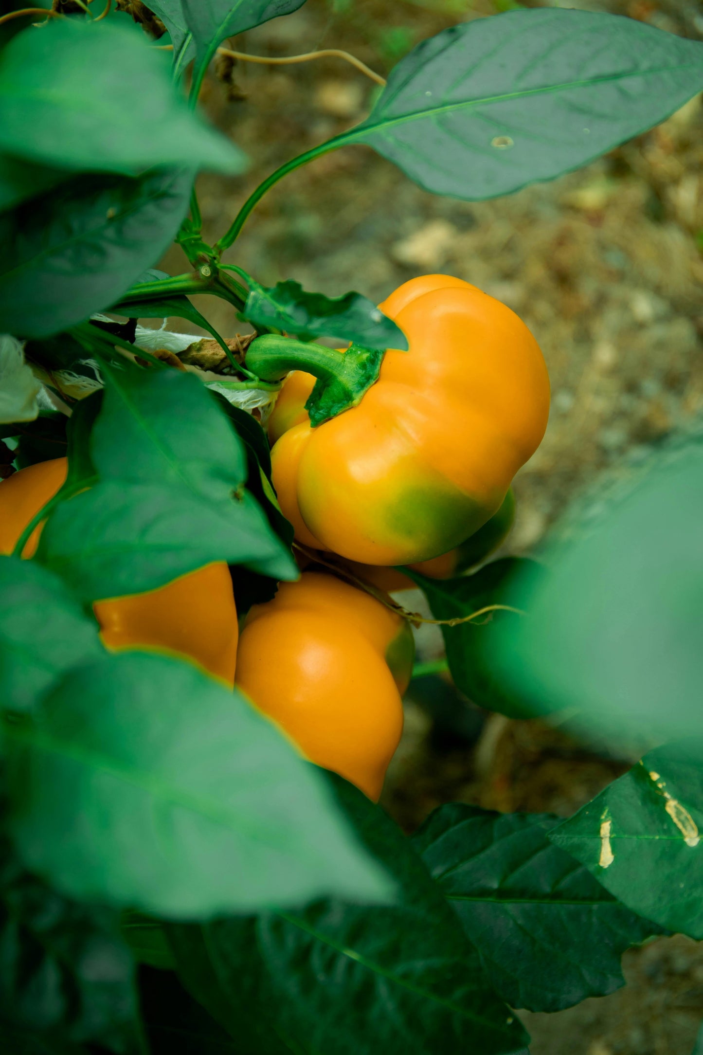 Yellow Bell Pepper