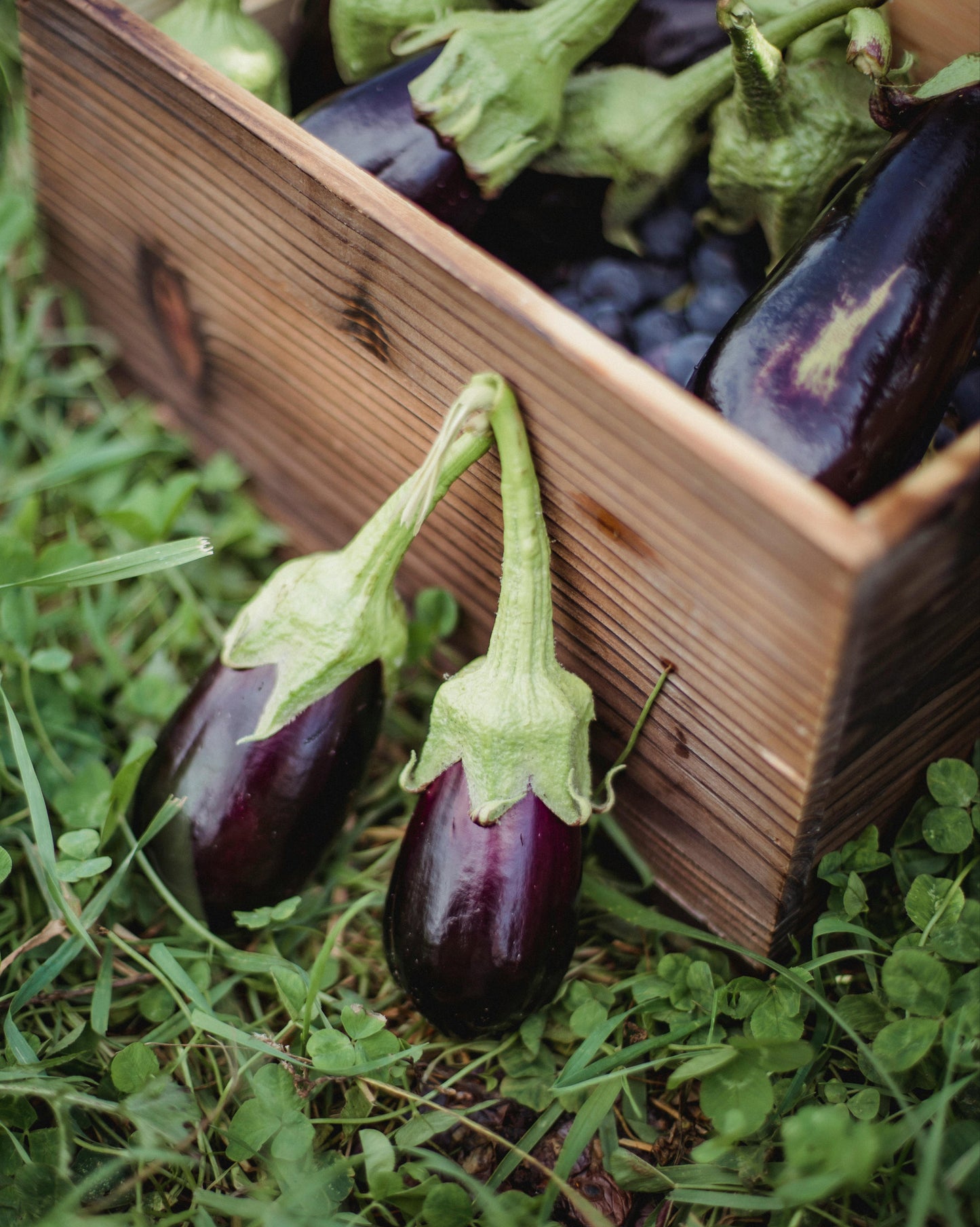 Eggplant