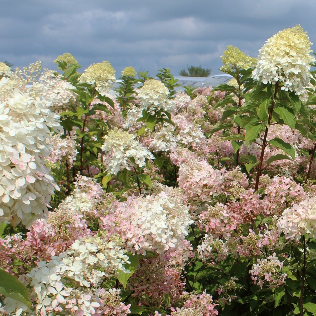 Phantom Hydrangea - LandscapeDirect