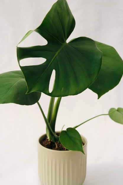 is monstera deliciosa a philodendron Philodendron 5