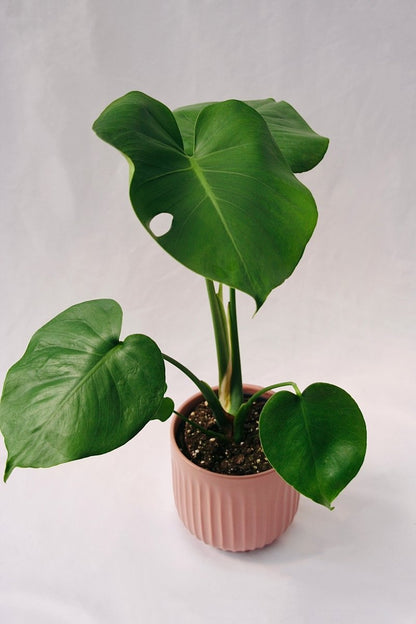 philodendron monstera large Philodendron 5" Monstera Deliciosa – LandscapeDirect