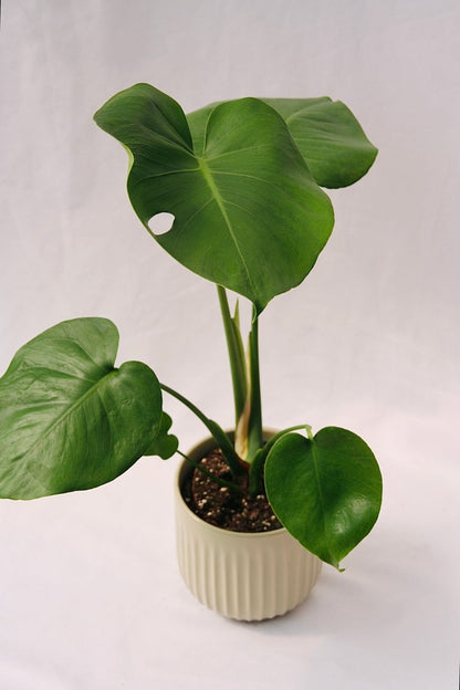 philodendron monstera young Philodendron 5" Monstera Deliciosa – LandscapeDirect