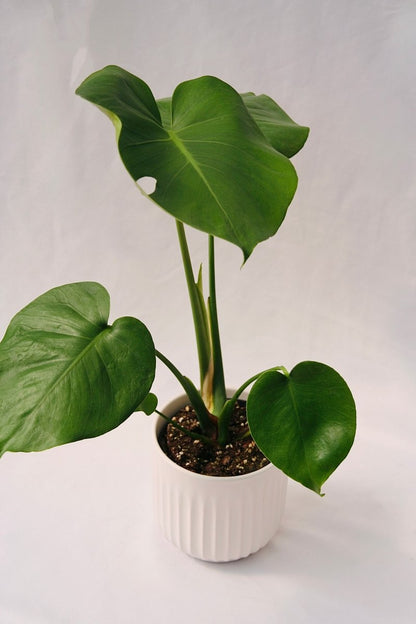 philodendron 5 fingers Philodendron 5" Monstera Deliciosa – LandscapeDirect