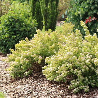 PICKLEBALL™ Ninebark - LandscapeDirect