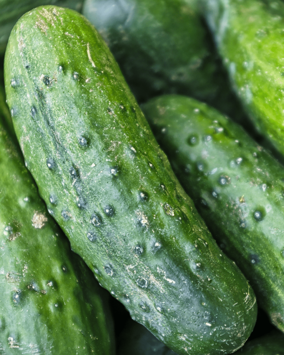 Pickling Cucumber - LandscapeDirect