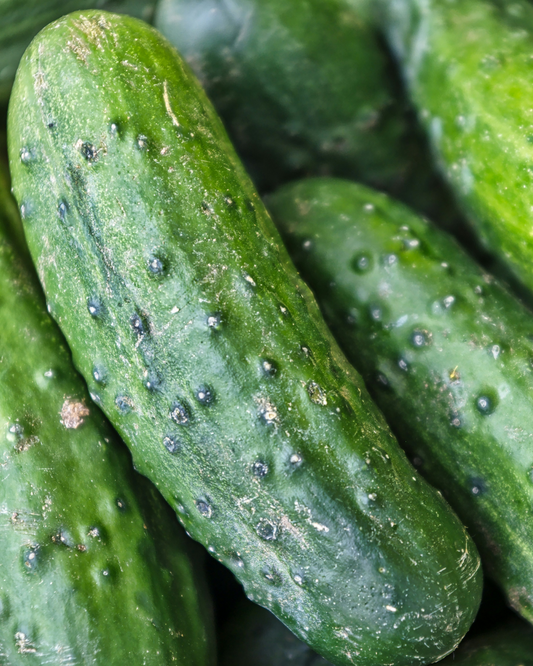 Pickling Cucumber