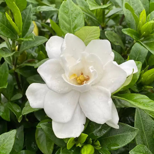 Pillow Talk Gardenia - LandscapeDirect