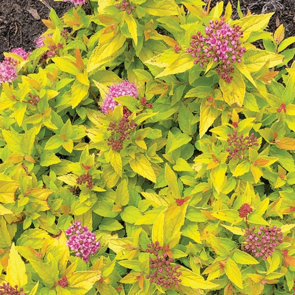Pineapple Poprocks Spirea - LandscapeDirect