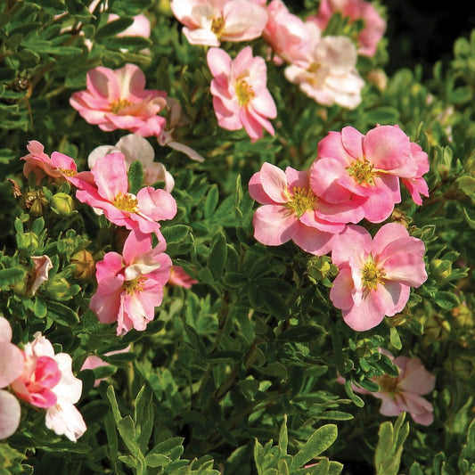 Pink Beauty Potentilla - LandscapeDirect