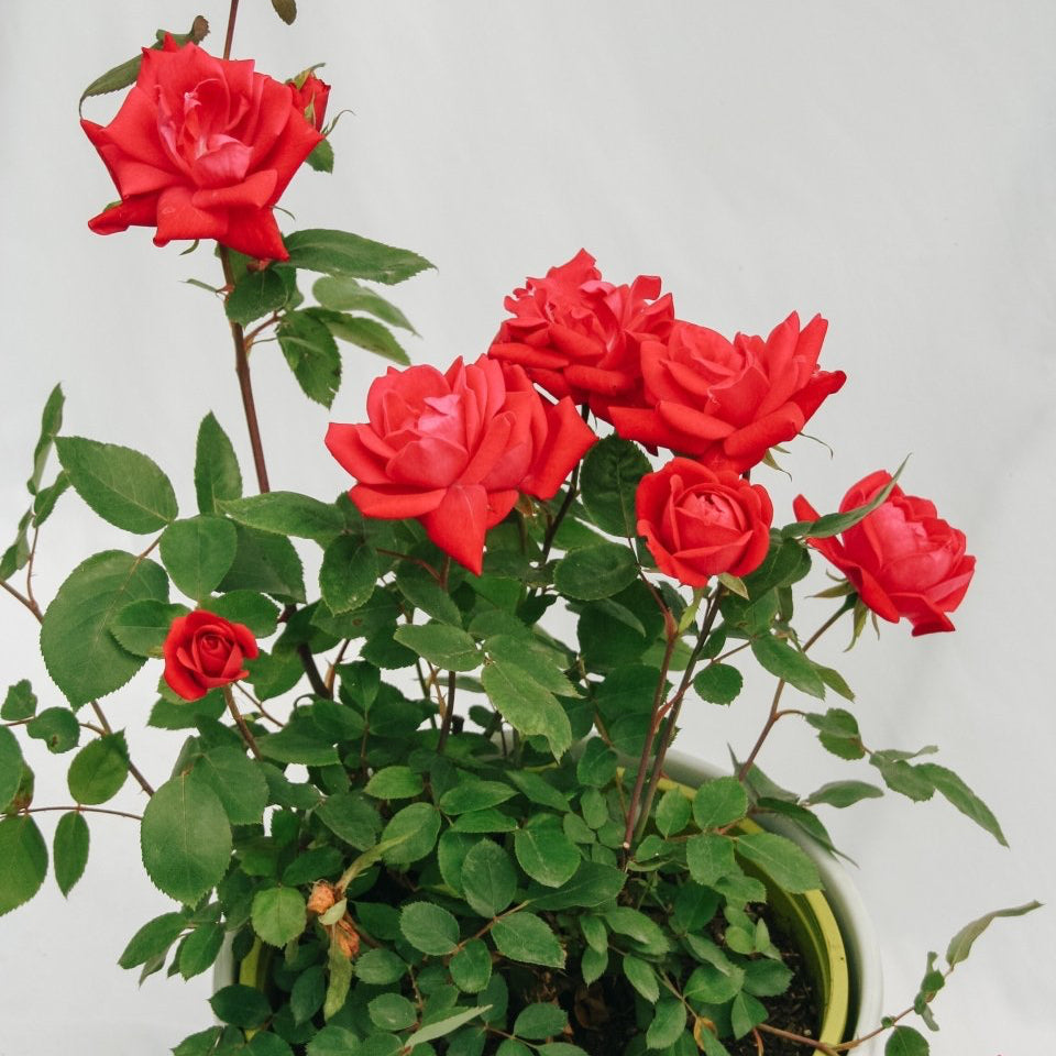 Pink Double Knock Out Rose – LandscapeDirect