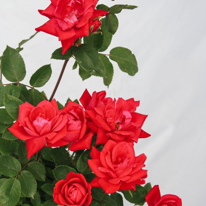 Pink Double Knock Out Rose - LandscapeDirect
