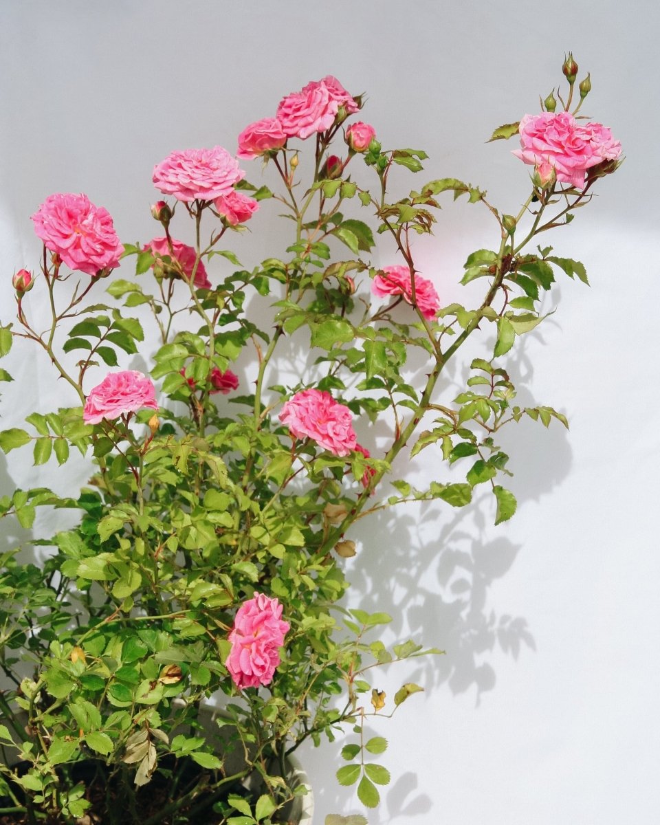 Pink Drift Rose - LandscapeDirect