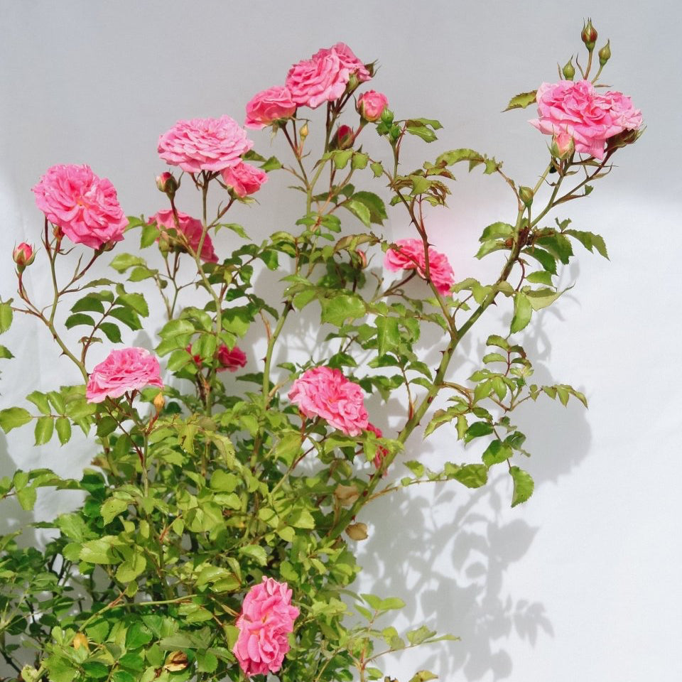 Pink Drift Rose - LandscapeDirect