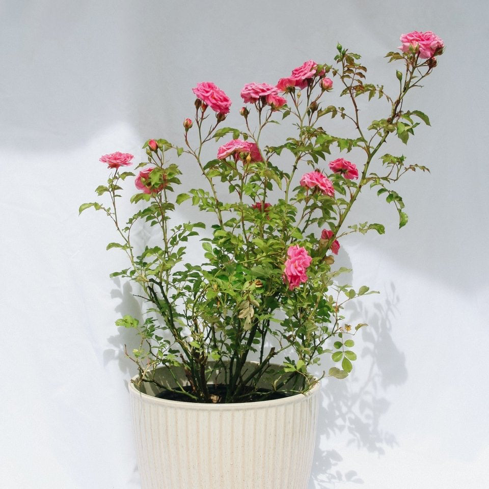Pink Drift Rose - LandscapeDirect