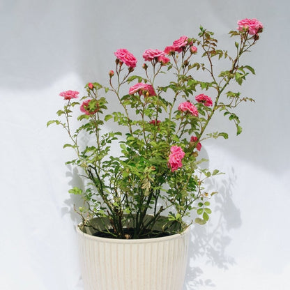 Pink Drift Rose - LandscapeDirect