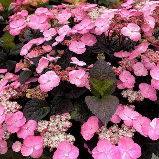 Pink Dynamo Hydrangea - LandscapeDirect