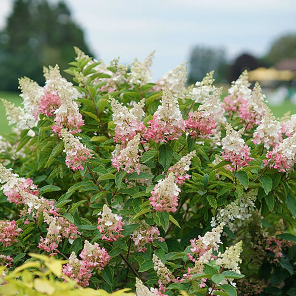 pinky-winky-hydrangea-
