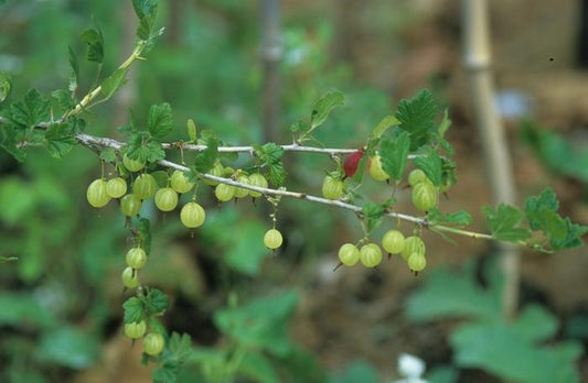 Pixwell Gooseberry