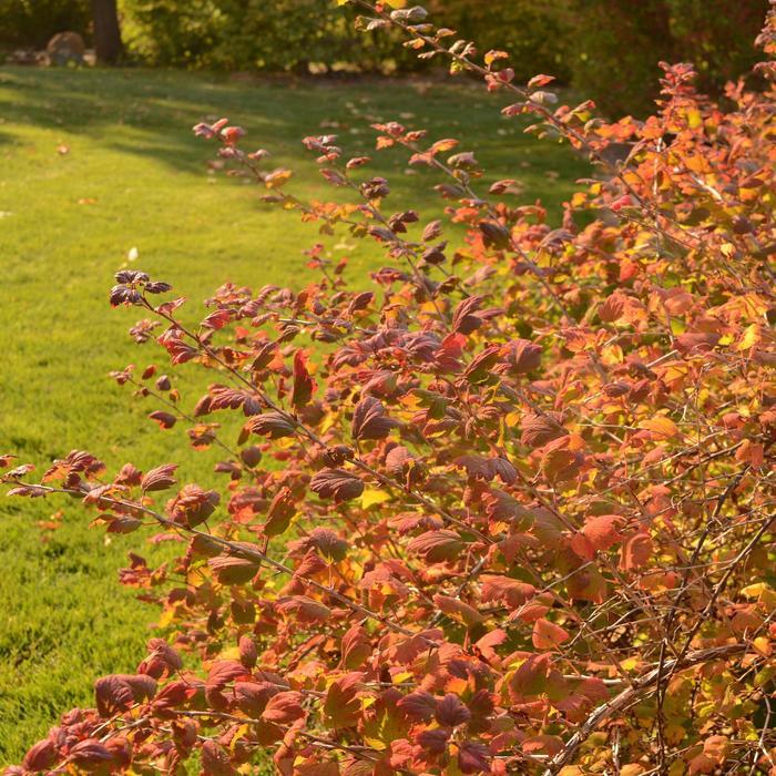 Pixwell Gooseberry - LandscapeDirect