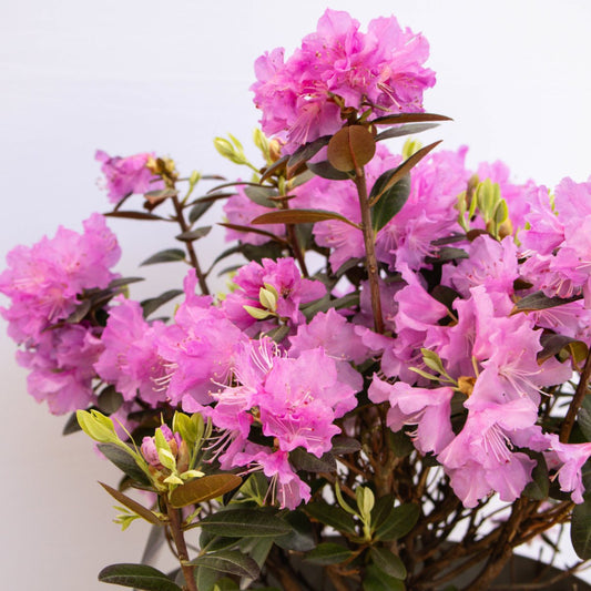 P.J.M. Elite Rhododendron - LandscapeDirect