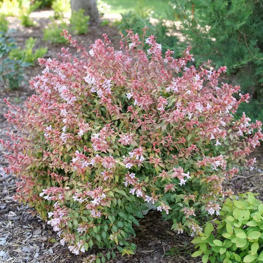 Poco Loco Abelia - LandscapeDirect