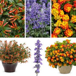 Pollinator combo - Super Pack - LandscapeDirect