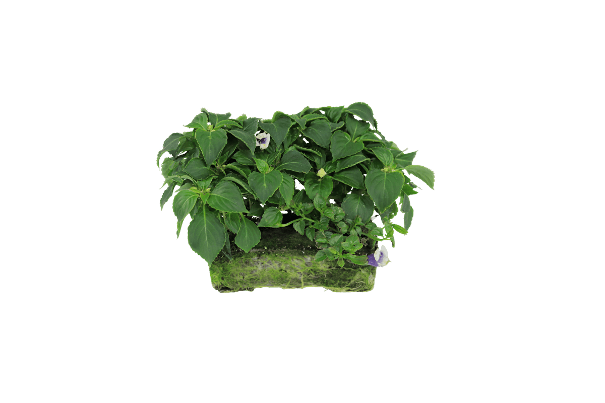 Pollinator combo - Super Pack - LandscapeDirect