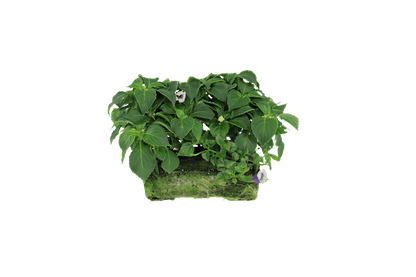 Pollinator combo - Super Pack - LandscapeDirect