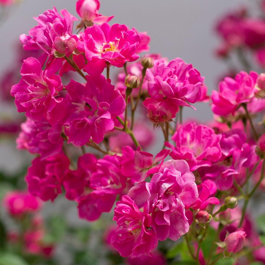 Polly Pink Climbing Rose - LandscapeDirect