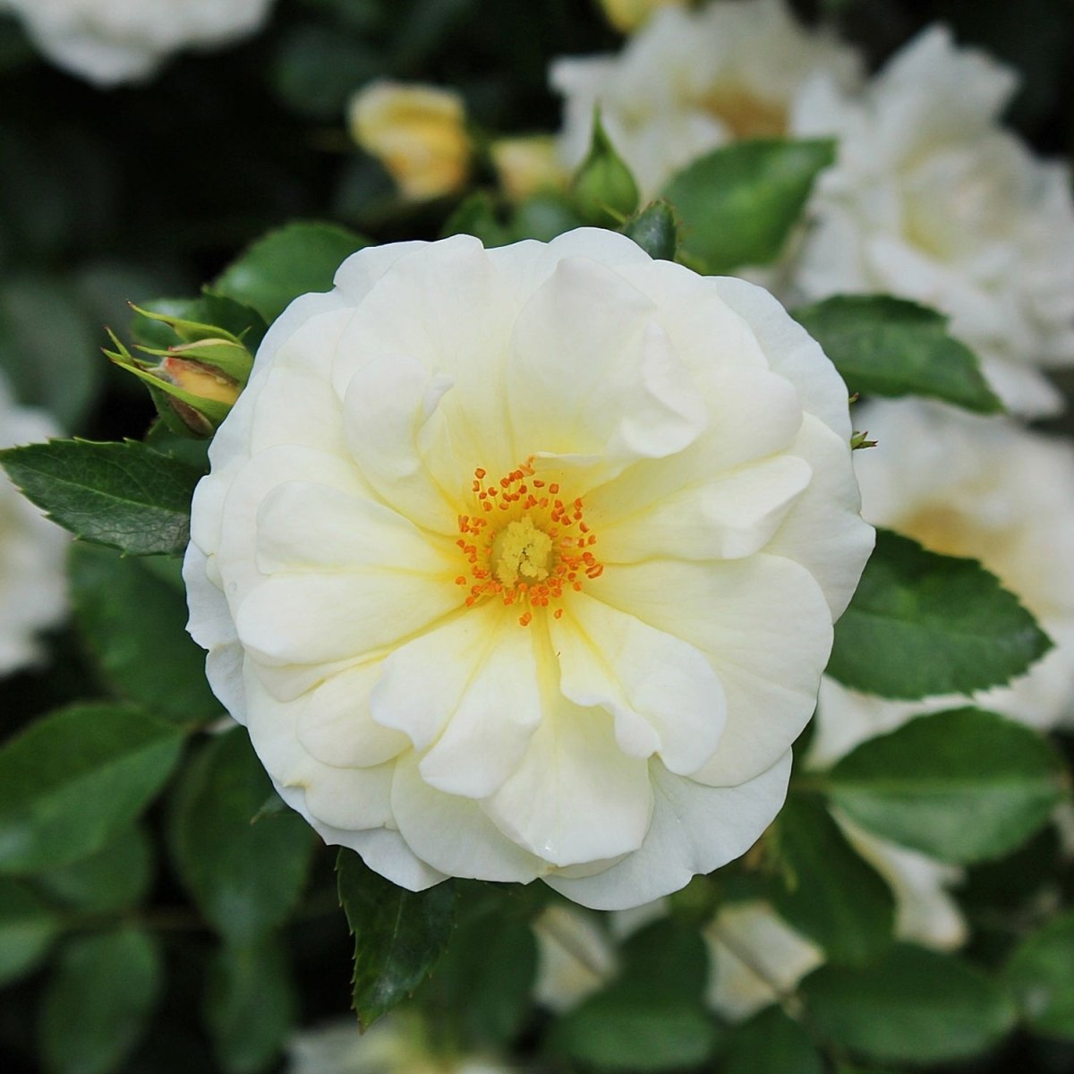 Popcorn Drift Rose - LandscapeDirect
