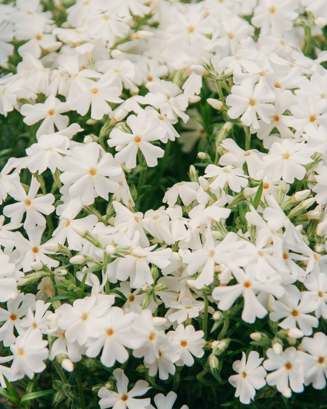 White Creeping Phlox