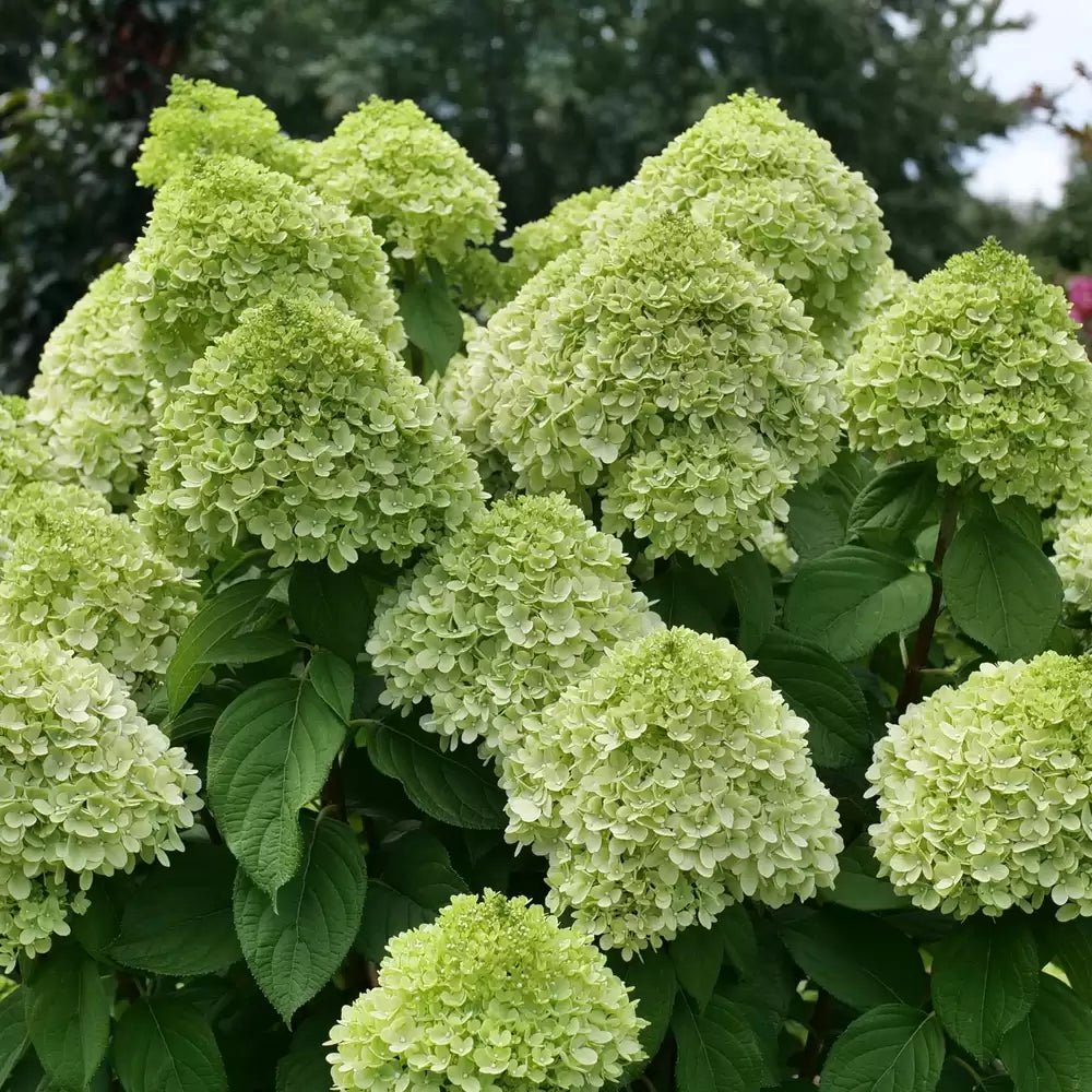 Powerball Hydrangea - LandscapeDirect