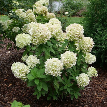 Powerball™ Panicle Hydrangea - LandscapeDirect