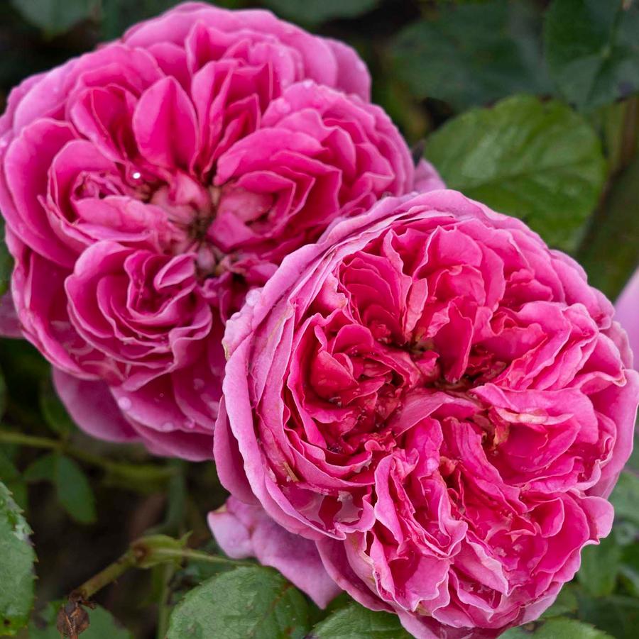 PowerPuff Pink Floribunda Rose