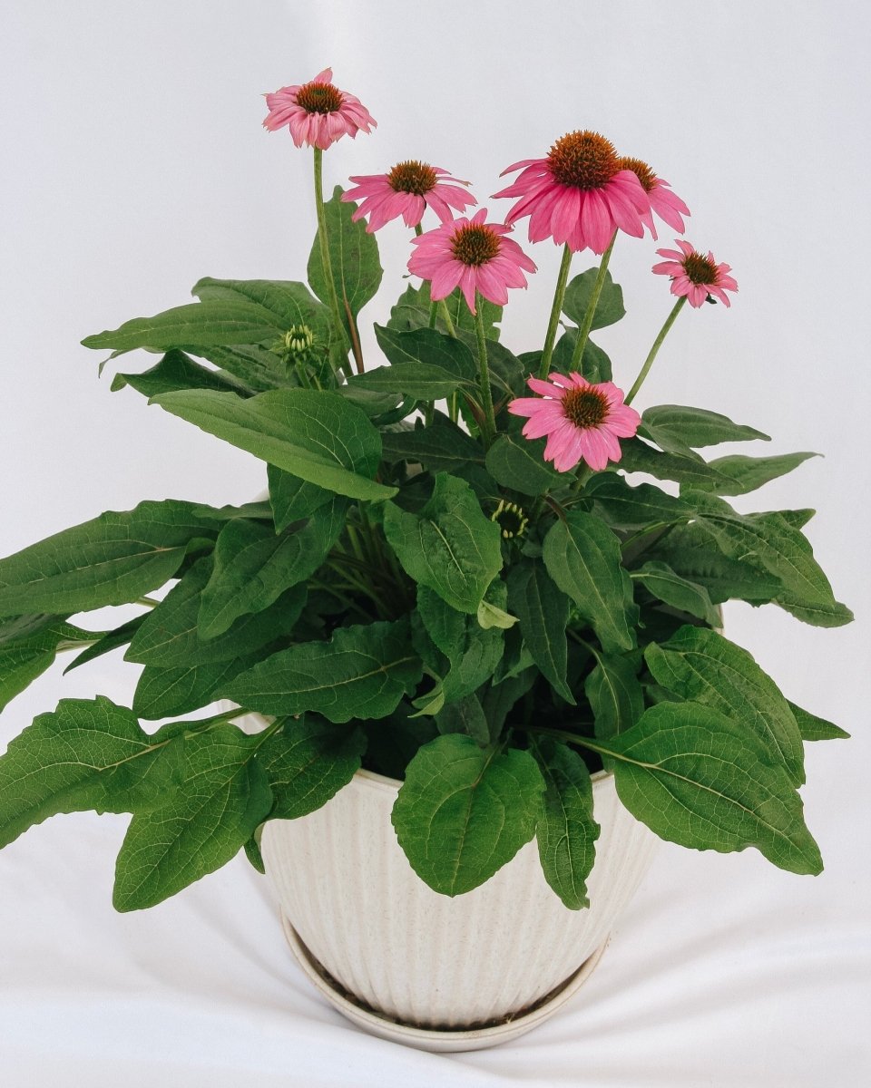 PowWow Wild Berry Coneflower - LandscapeDirect