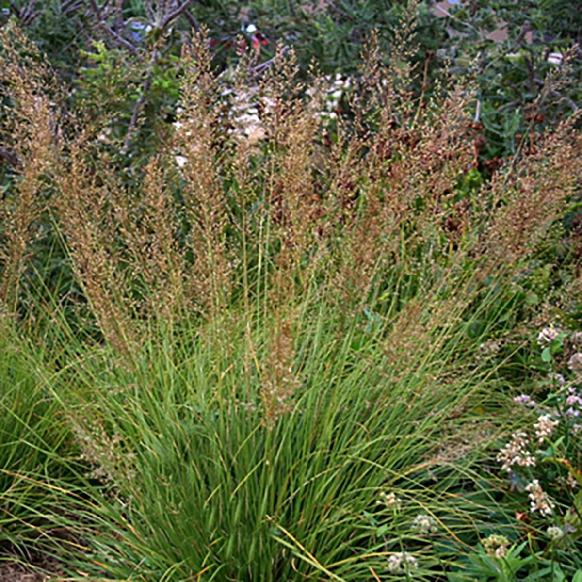 Prairie Dropseed - LandscapeDirect