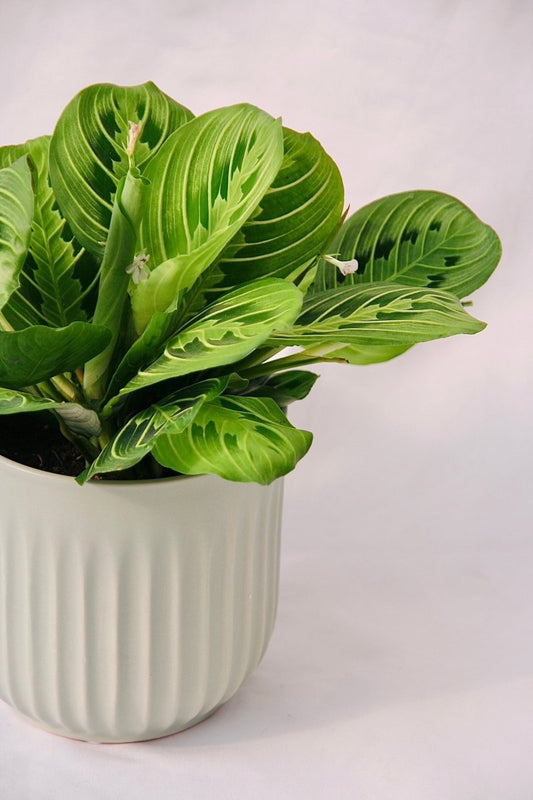 Prayer Plant Lemon Lime - LandscapeDirect