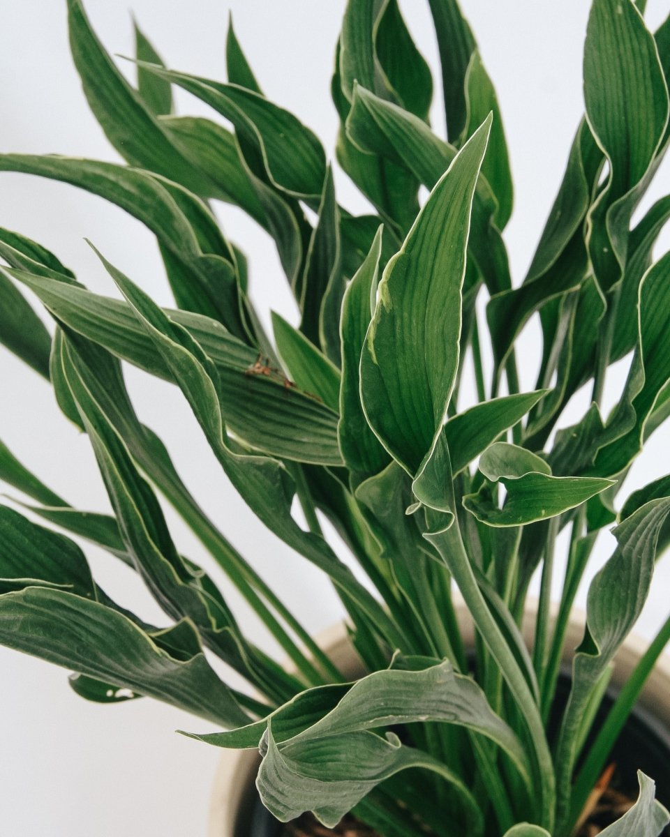 Praying Hands Plantain Lily - LandscapeDirect