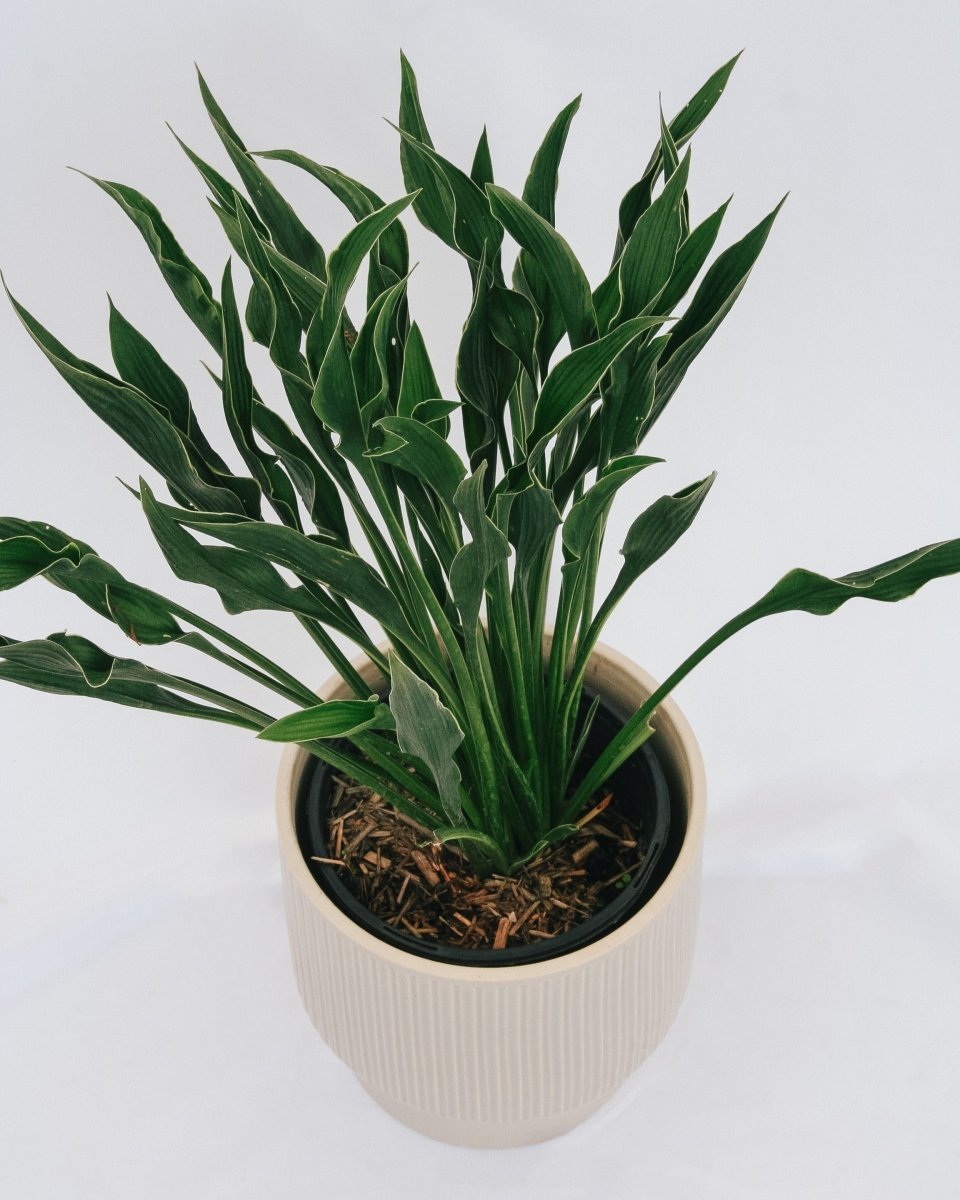 Praying Hands Plantain Lily - LandscapeDirect